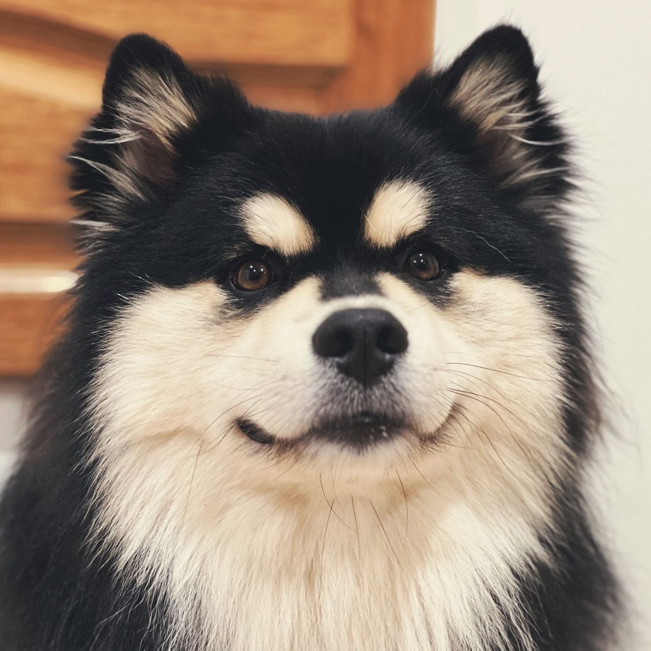 Yolky, the real dog behind our drawings